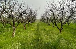 Teren de vânzare Malu Mare - 193059TV | BLITZ Craiova | Poza1