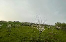 Teren intravilan, 4447 mp, 28 ml deschidere, Pielesti