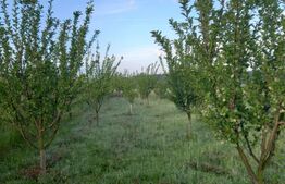 Teren intravilan, 4447 mp, 28 ml deschidere, Pielesti