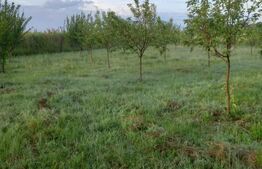 Teren intravilan, 4447 mp, 28 ml deschidere, Pielesti