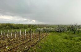 Teren intravilan, 4447 mp, 28 ml deschidere, Pielesti