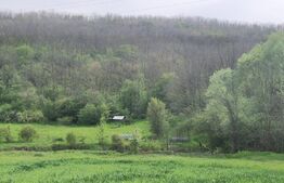 PADURE SALCAM, 120000mp, BRADESTI