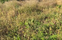 Teren intravilan, 346 mp – zona Malu Mare