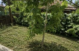 Ocazie! Casa P+M la rosu, 80 mpu, 335 mp teren, zona Casa cu Cocos-Brestei