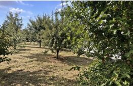 Teren intravilan, 432 mp, zona Albesti