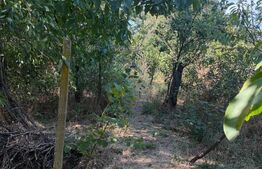 Casa 80 mp, teren 1683 mp, zona Cosoveni