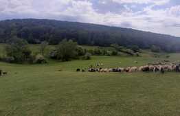 Teren extravilan 7.200 mp, Podari