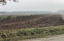 REDUCERE!!! Teren IV + EV, 5500 mp, la liziera pădurii și acces din stradă, Cârligei