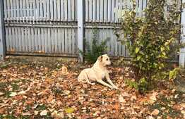 Casă de vacanță de 200 mp utili, piscină, lac cu ponton, 6000 mp, Florești