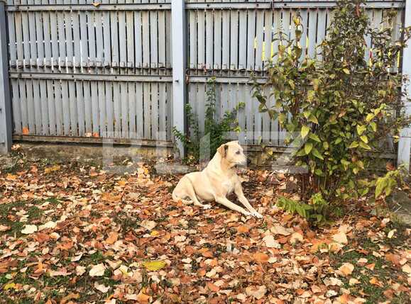 Casa de vânzare 5 camere Nord - 75293CV | BLITZ Craiova | Poza16