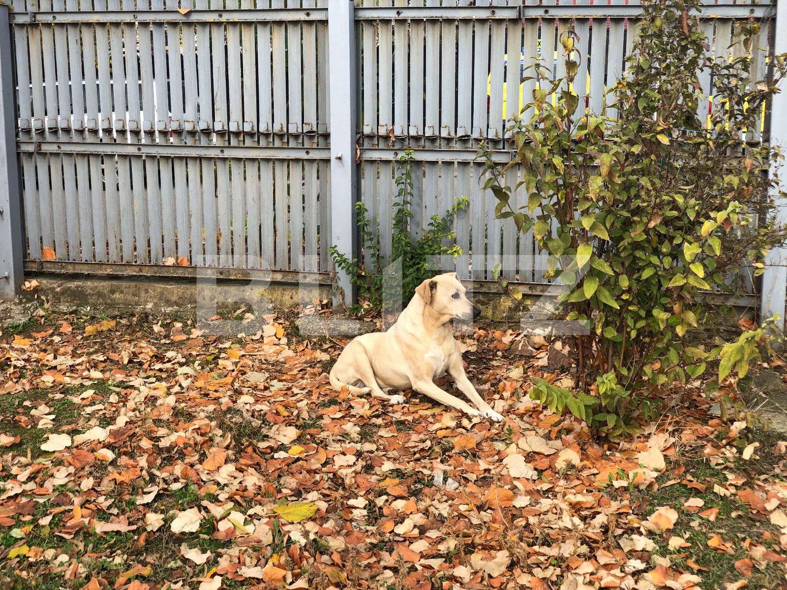 Casa de vânzare 5 camere Nord - 75293CV | BLITZ Craiova | Poza16