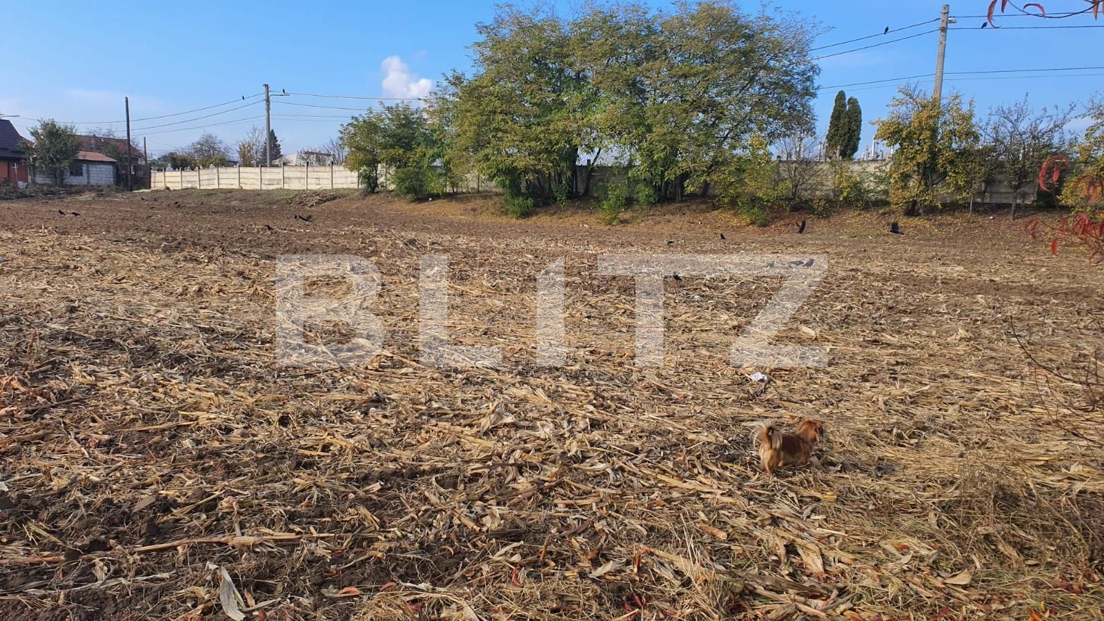 Teren de vânzare Bariera Valcii - 75931TV | BLITZ Craiova | Poza2