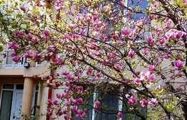 Casa central, 326 mp, perfecta pentru policlinica sau locuinta personala!