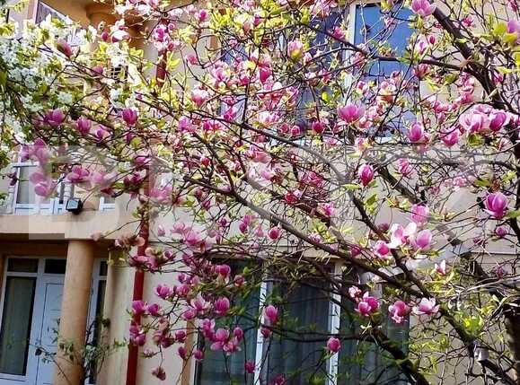 Casa de vânzare 7 camere Central - 78580CV | BLITZ Craiova | Poza13