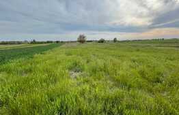 Teren Agricol 1000 mp, Pielesti