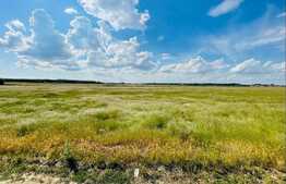 Teren extravilan cu documente depuse pentru trecere la intravilan, 5000 mp, Mofleni