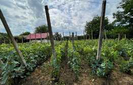  2 Case individuale 100 mp, teren 5000 mp, aproape de oras