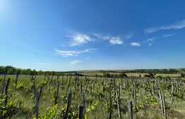 Casa batraneasca si teren de 8000 mp, Vulpeni