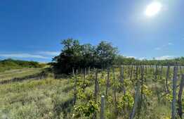 Casa batraneasca si teren de 8000 mp, Vulpeni