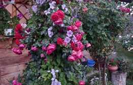 Casa P+M, 100 mp, 600 mp teren, Bulevardul Carpenului