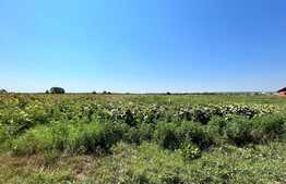 Teren intravilan, 10.000 mp, toate utilitățile, asfalt, lângă Mănăstirea Jitianu, Braniște