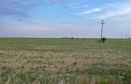 Teren intravilan 7500 mp, Carcea