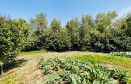 Casa individuala, 182 mp, teren de 3242 mp, zona Cotofenii din Fata