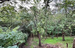 Casă pe parter de 95 mp utili, curte mare de 1.300 mp, Cârcea