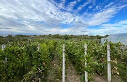 Casă pe parter de 95 mp utili, curte mare de 1.300 mp, Cârcea