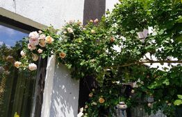 Oferta lunii Decembrie! Casa stil mediteranean, plan parter, 3 camere, zona Catargiu