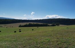 Hale si teren ,curte betonata , destinatii multiple 