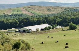 Hale si teren ,curte betonata , destinatii multiple 