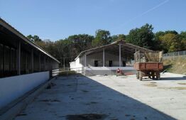 Hale si teren ,curte betonata , destinatii multiple 