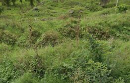 Teren intravilan 5000 mp, investiție într-o zonă în dezvoltare