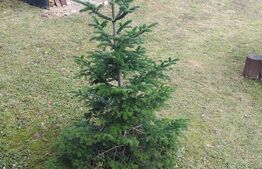 Cabana in zona Gherla, teren 1617 mp, zona linistita – relaxare sau investitie