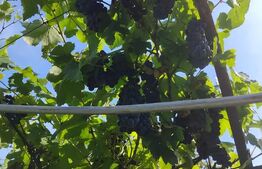 Cabana in zona Gherla, teren 1617 mp, zona linistita – relaxare sau investitie