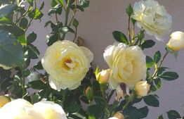 Cabana in zona Gherla, teren 1617 mp, zona linistita – relaxare sau investitie