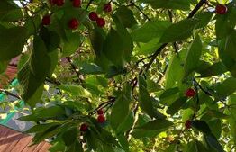 Cabana in zona Gherla, teren 1617 mp, zona linistita – relaxare sau investitie