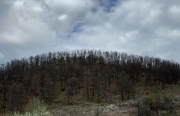 Vand 2 hectare de pădure de Stejar, Carmazanesti
