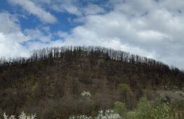 Vand 2 hectare de pădure de Stejar, Carmazanesti