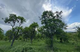 Teren extravilan de vanzare, 5305 mp, in apropiere de Hațeg