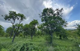 Teren extravilan de vanzare, 5305 mp, in apropiere de Hațeg