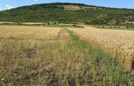 Teren intravin 2000 mp in Soimus