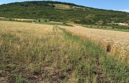 Teren intravin 2000 mp in Soimus