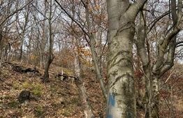 Teren extravilan impadurit, 8271 mp ideal pentru investitie.