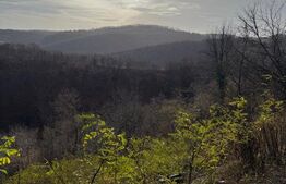 Teren extravilan impadurit, 8271 mp ideal pentru investitie.