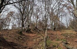 Teren extravilan impadurit, 8271 mp ideal pentru investitie.