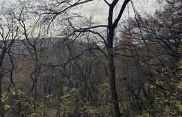 Teren extravilan impadurit, 8271 mp ideal pentru investitie.