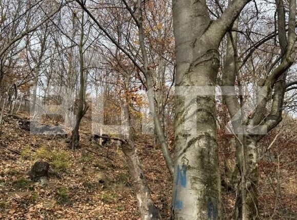 Teren de vânzare Cerbal - 182353TV | BLITZ Deva | Poza4