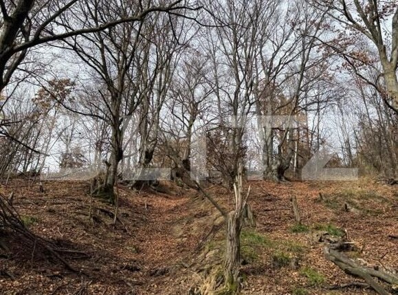 Teren de vânzare Cerbal - 182353TV | BLITZ Deva | Poza5